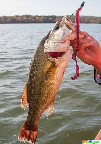How to Catch Big Bass
