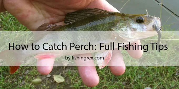 how to Catch Perch