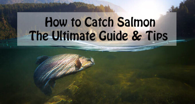 How to Catch Salmon The Ultimate Guide & Tips