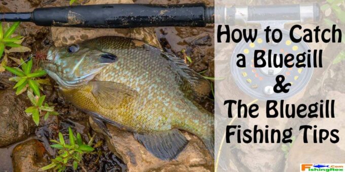 How to Catch a Bluegill