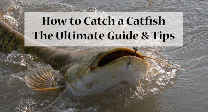 How to Catch a Catfish: The Ultimate Guide & Tips