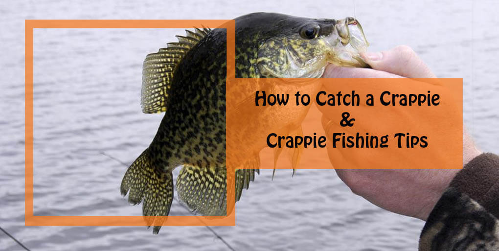 How to Catch a Crappie