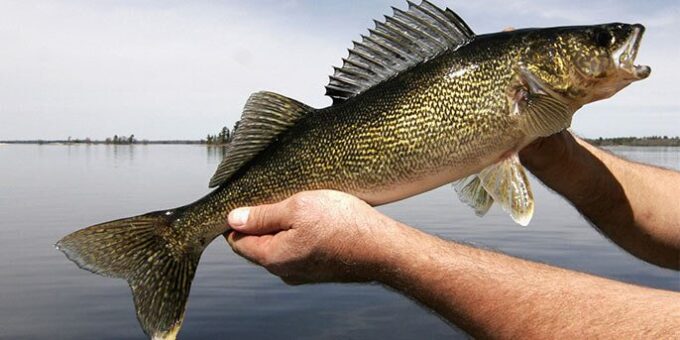 Walleye Fishing Tips