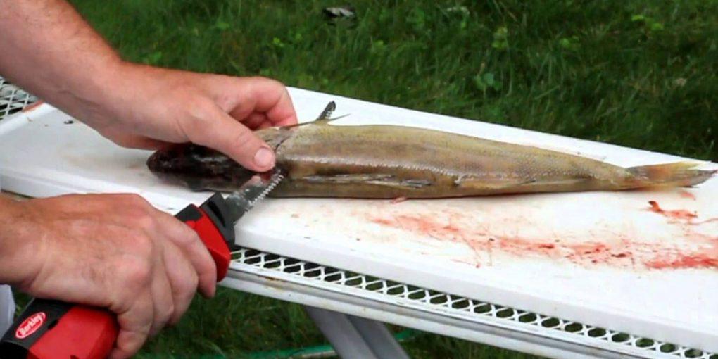 Best Fillet Knife for Saltwater Fish 2018 (Feb. Up.) Reviews and Guide