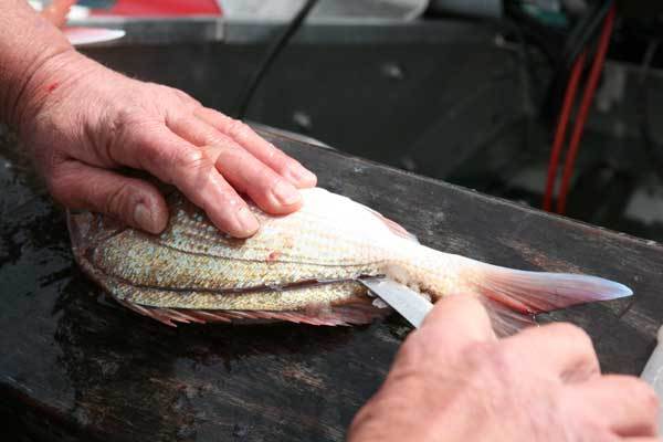 cleaning a fish