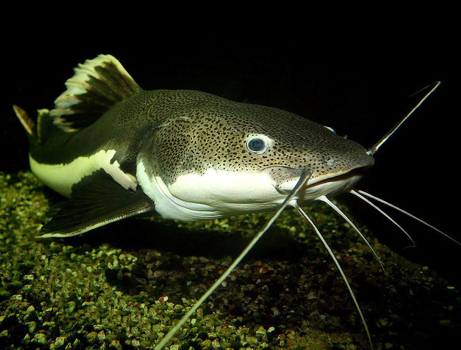 Catfish Bait Used by Experts