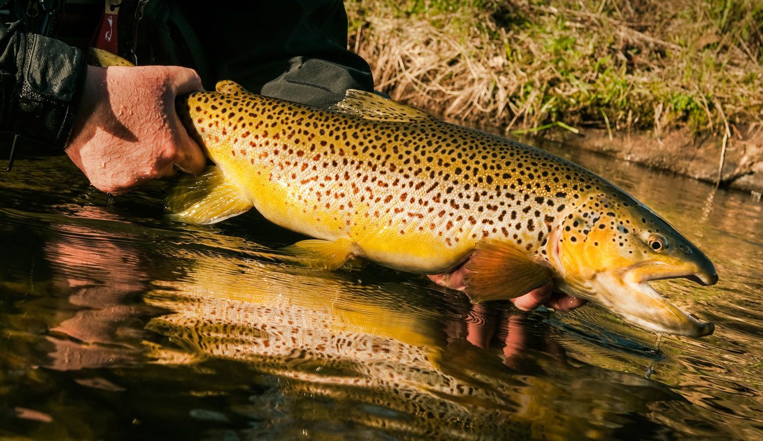 Best Bait for Trout