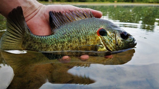 PANFISH